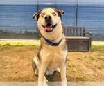Small #3 Siberian Husky Mix