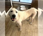 Small #1 Great Pyrenees