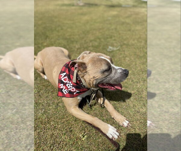 Medium Photo #2 American Pit Bull Terrier-American Staffordshire Terrier Mix Puppy For Sale in San Diego, CA, USA