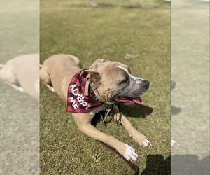 Tony - Male American Pit Bull Terrier-American Staffordshire Terrier Mix Dog for Adoption - Photo #2
