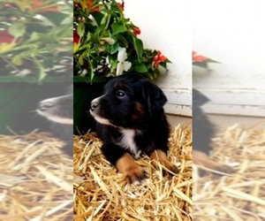 Miniature Australian Shepherd Puppy for sale in GASTON, OR, USA