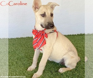 German Shepherd Dog-Unknown Mix Dogs for adoption in San Diego, CA, USA