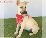 Caroline - Female German Shepherd Dog-Unknown Mix Dog for Adoption - Small photo