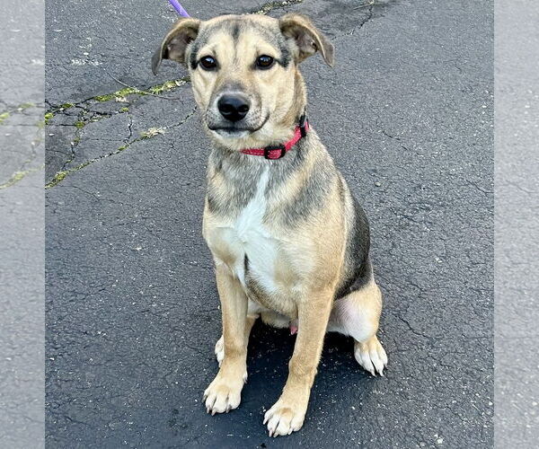 Medium Photo #2 Labbe Puppy For Sale in Batavia, OH, USA