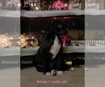 Small Photo #8 Great Dane Puppy For Sale in IUKA, IL, USA