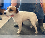 Small Photo #2 Jack Russell Terrier Puppy For Sale in BOISE, ID, USA