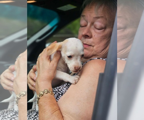 Medium Photo #3 Chihuahua-Unknown Mix Puppy For Sale in Wakefield, RI, USA