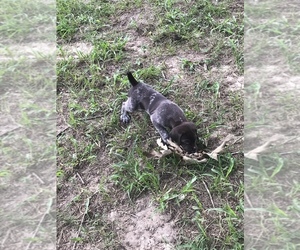 German Shorthaired Pointer Puppy for sale in BLACK, AL, USA