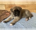 Small Photo #4 Akita-Siberian Husky Mix Puppy For Sale in ALEXANDRIA, VA, USA
