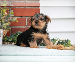 Small Photo #11 Yorkshire Terrier Puppy For Sale in MONROE, IN, USA