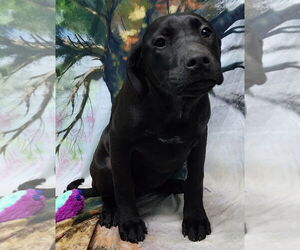 Bulldog-Labrador Retriever Mix Dogs for adoption in Wetumpka, AL, USA