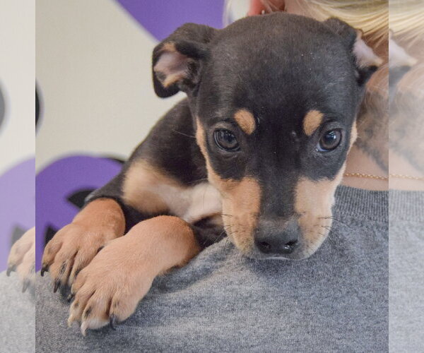 Medium Photo #4 Jack Russell Terrier-Unknown Mix Puppy For Sale in Huntley, IL, USA