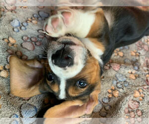 Basset Hound Puppy for sale in ALLENTON, MI, USA