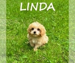 Small #1 Cavapoo