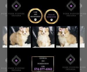 Pomeranian Puppy for sale in WARSAW, IN, USA