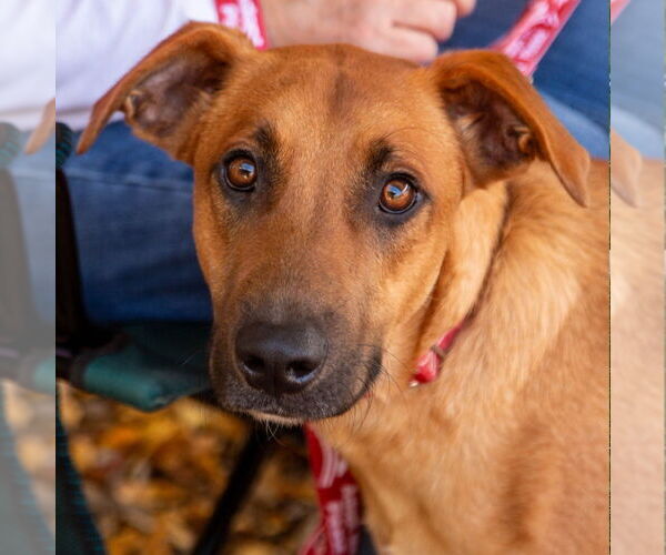 Medium Photo #10 Mutt Puppy For Sale in Canton, CT, USA