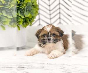 Shih Tzu Puppy for sale in MILLERSBURG, OH, USA