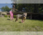 Small Photo #7 Olde English Bulldogge Puppy For Sale in MEMPHIS, TN, USA