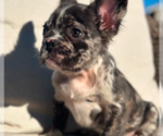 Small Photo #2 French Bulldog Puppy For Sale in KANSAS CITY, MO, USA