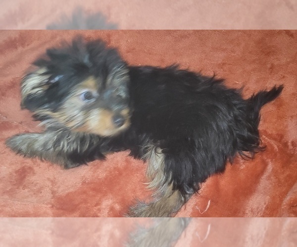 Medium Photo #22 Yorkshire Terrier Puppy For Sale in AKRON, OH, USA