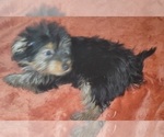 Small Photo #22 Yorkshire Terrier Puppy For Sale in AKRON, OH, USA