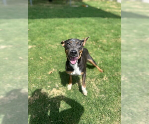 Medium Photo #2 Basenji-Unknown Mix Puppy For Sale in Temple, TX, USA