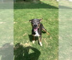Small #1 Basenji Mix