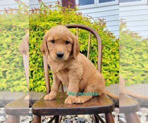 Golden Retriever Puppy for Sale in ABBOTSFORD, Wisconsin USA