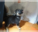 Small Photo #2 German Shepherd Dog Puppy For Sale in DRURY, MO, USA