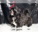 Puppy Charles AKC Shih Tzu