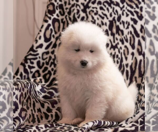 Medium Photo #2 Samoyed Puppy For Sale in CASCADE, MD, USA