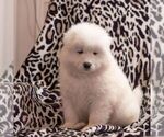 Small Photo #2 Samoyed Puppy For Sale in CASCADE, MD, USA