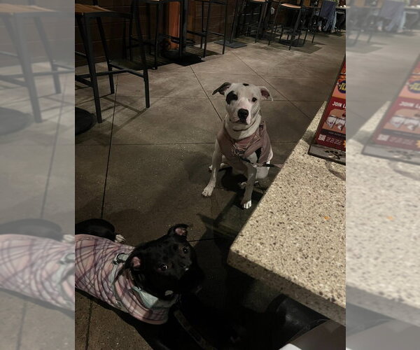 Medium Photo #3 American Staffordshire Terrier-Unknown Mix Puppy For Sale in Dana Point, CA, USA