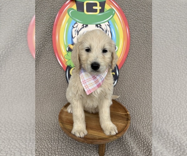 Medium Photo #1 Goldendoodle Puppy For Sale in CLARKSVILLE, TX, USA