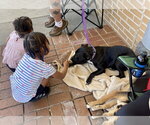Small Photo #4 Labrador Retriever-Unknown Mix Puppy For Sale in Mount Laurel, NJ, USA