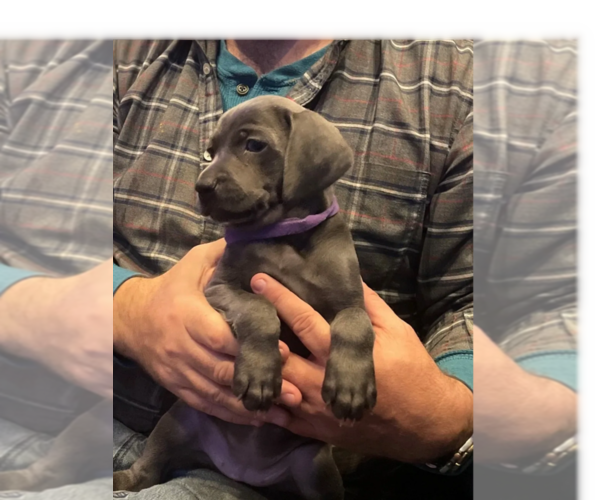 Medium Photo #2 Weimaraner Puppy For Sale in KNOXVILLE, TN, USA