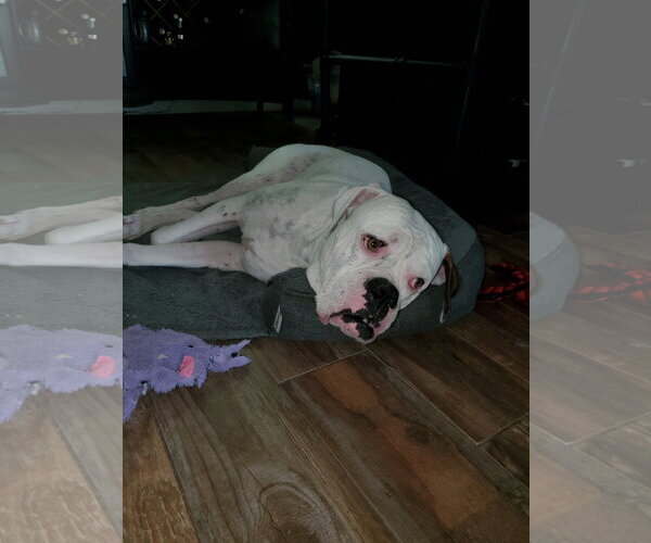 Medium Photo #5 Boxer Puppy For Sale in  Katy, TX, USA