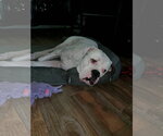 Small #4 Boxer