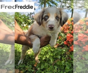 Miniature Australian Shepherd Puppy for sale in HOLTON, MI, USA