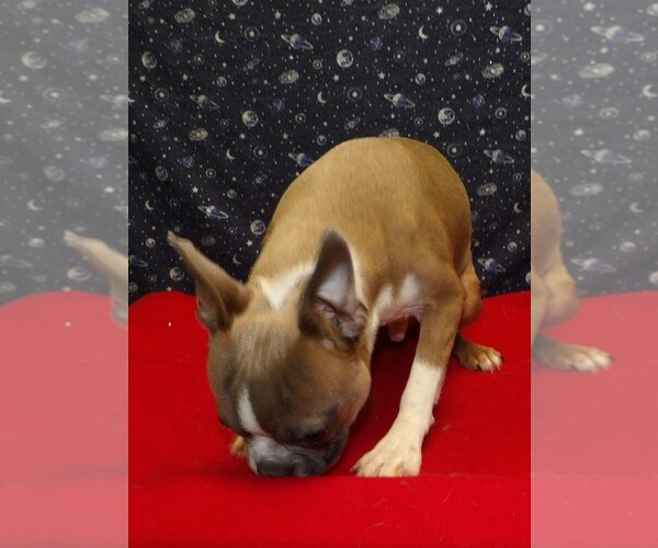 Medium Photo #5 Boston Terrier Puppy For Sale in PATERSON, NJ, USA