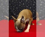 Small #4 Boston Terrier