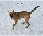 Small #10 Mutt