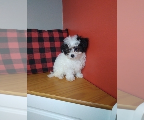 Medium Photo #7 Poodle (Miniature)-ShihPoo Mix Puppy For Sale in INDIANAPOLIS, IN, USA