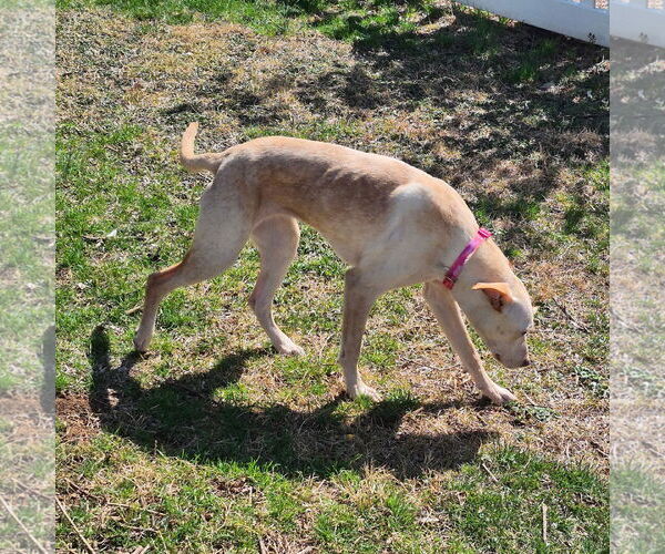 Medium Photo #8 Labrador Retriever-Unknown Mix Puppy For Sale in MECHANICSBURG, PA, USA