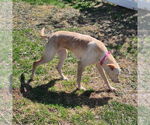 Small #7 Labrador Retriever Mix