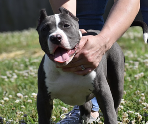 American Bully Puppy for sale in BOLIVAR, MO, USA