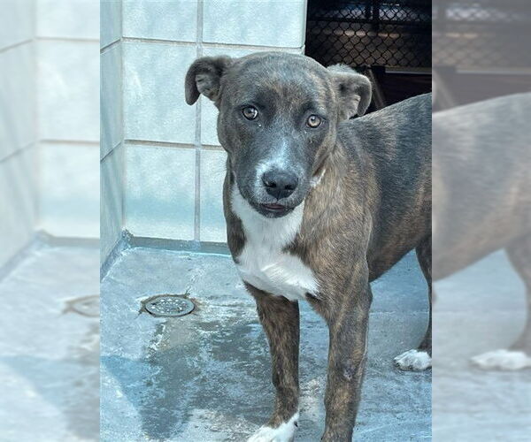 Medium Photo #1 Holland Shepherd-Unknown Mix Puppy For Sale in Corpus Christi, TX, USA