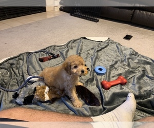 Goldendoodle Puppy for sale in HGHLNDS RANCH, CO, USA