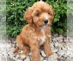 Small #1 Cavapoo (Miniature)