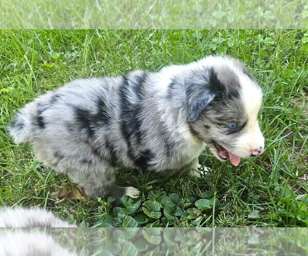 Medium Photo #4 Australian Shepherd Puppy For Sale in NELSON, VA, USA